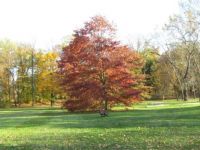 autuumn