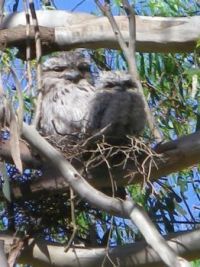 Find the Tawny Frogmouths!