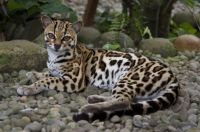 Margay