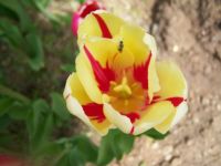 Tulip # 2
