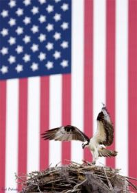 Eagle & Flag