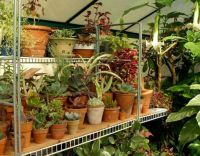 Theme ? don?t know the protocol, but how about a greenhouse theme for all us winter weary plantaholics?