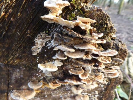 Lots of fungus on a treestump