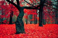 beautiful-fall-flowers-forest