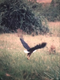 African Fisheagle, near The Source of the Nile in Jinja, Uganda