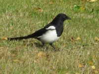 I luv Magpies!