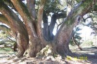 Seven Sisters Oak