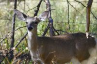 Little Buck in the Coronado National Forest