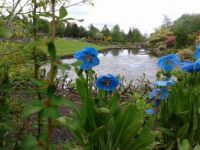 mecanopsis in a garden in inverness