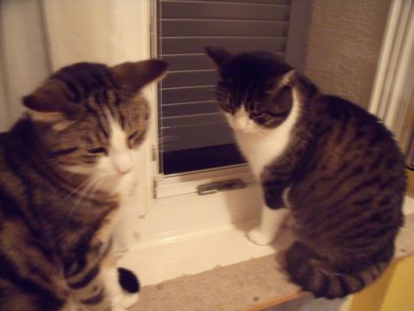 A grumpy couple yesterday - Jimmy and Gismo
