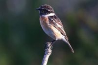 A Stonechat.