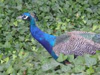 Peacock_2