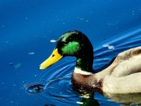 Mallard