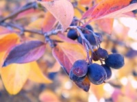 Peking Cotoneaster - Leaves and Fruit