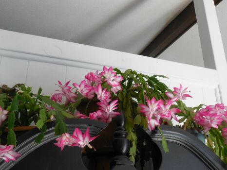 Christmas Cactus