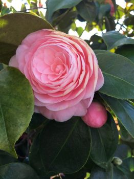 Camellia 2.jpeg
