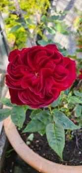 Darcey Bussell Rose 2022