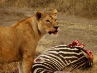 Lion eating Zebra