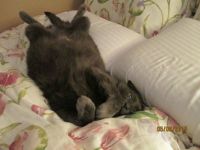 Lazy Loki