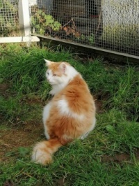 Linus