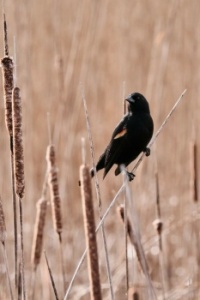 Bird in a Marsh