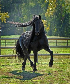 Head-Turning Stallion, Frederik the Great, 20, Considered the World’s Most Handsome Horse