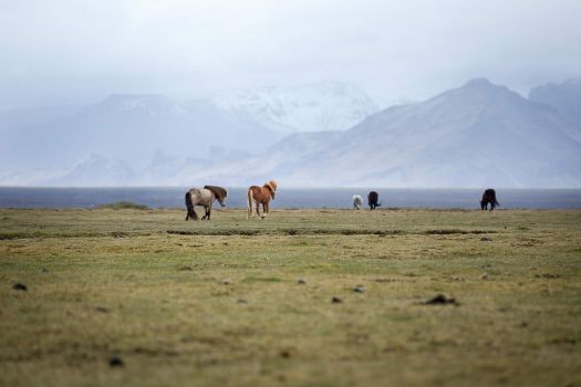 Icelandic Horses in Iceland