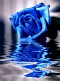 Nickella's  Blue Rose