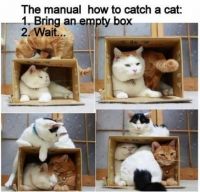 Cats in Box