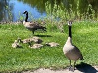 Geese and 5 little ones