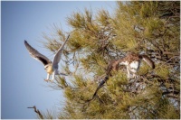 Attack of the Black Shouldered Kite - poor little osprey!