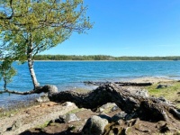Crooked birch on the shore