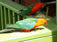 King parrots enjoying sunflower seeds, Qld hinterland, Oz