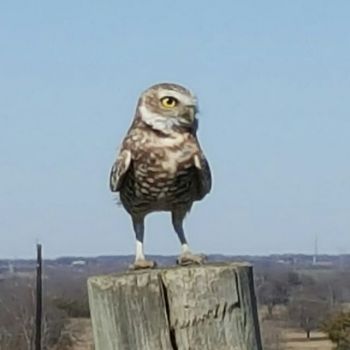 Concerned Owl, on post by shop bldg