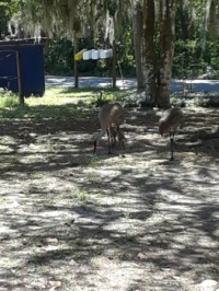 Baby Sandhill Cranes - LOOK AT ME FIRST
