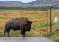Wichita Mountains  Wildlife Refuge Oklahoma