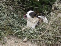 Spain. Campingsite Chella. One of the owners dogs enjoying himself with the branches of an olivetree