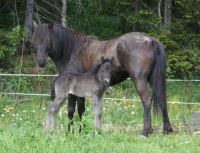 Norwegian horse