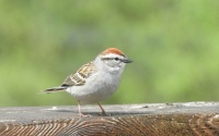 chipping sparrow