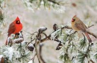 cardinals northern male and female winter ice storm