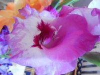 Gladiola blossom