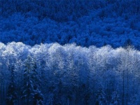 winter wonderland