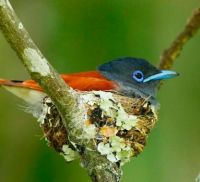 African Paradise Flycatcher by Chris Krog