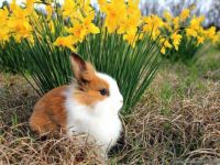 spring-animals-wallpapers-1024x768