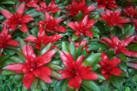 Red bromeliads