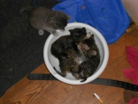 Bowl O' Kittens