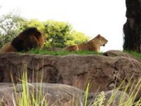 Lions on the Savana