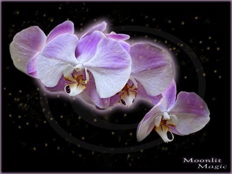 Orchid Fae (Medium)