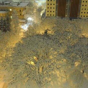 Crows on Snow