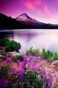Purple Splendour
